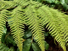 Macrothelypteris torresiana