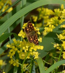 Carterocephalus mandan