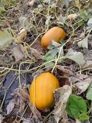 Cucurbita maxima maxima