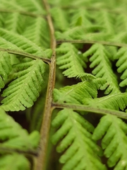 Macrothelypteris torresiana