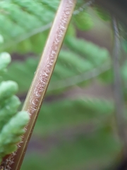 Macrothelypteris torresiana