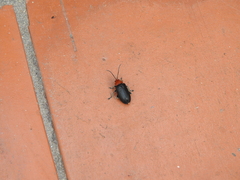Cacoscelis nigripennis