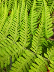 Macrothelypteris torresiana