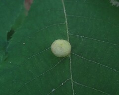 Phylloxera caryaeglobuli