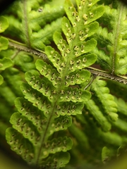 Macrothelypteris torresiana
