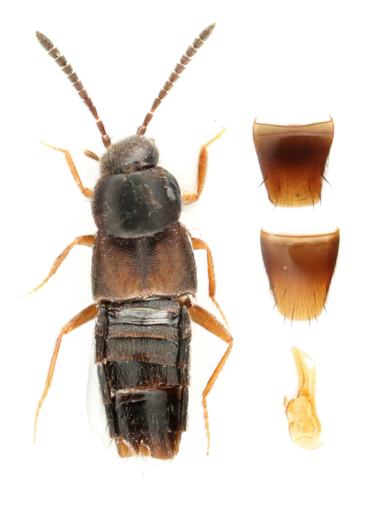 Acrotona pseudotenera