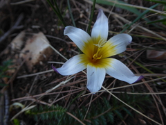 Romulea bulbocodium leichtliniana