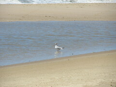 Chroicocephalus cirrocephalus