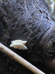 Clitopilus hobsonii