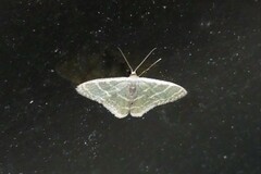 Lophophleps triangularis