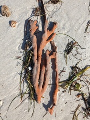 Axinella polycapella