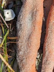 Axinella polycapella