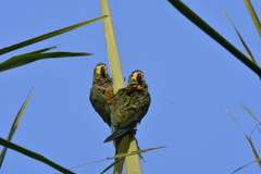 Orthopsittaca manilatus