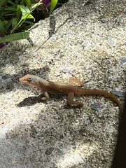 Anolis wattsii