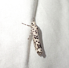 Yponomeuta pustulellus