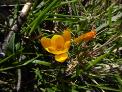 Crocus flavus