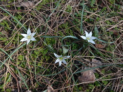 Ornithogalum umbellatum