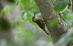 Xiphorhynchus fuscus