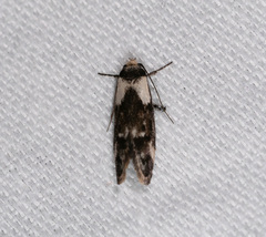 Palimmeces variegata