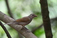 Turdus leucomelas
