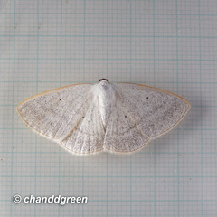 Lomographa claripennis