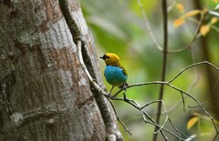 Tangara cyanoventris
