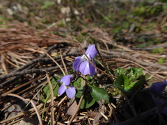 Viola alba