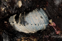 Haliotis cracherodii