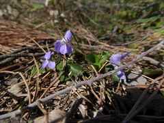 Viola alba