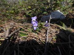 Viola alba