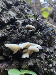 Clitopilus hobsonii