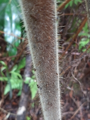 Hypolepis dicksonioides