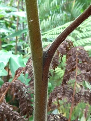 Hypolepis dicksonioides