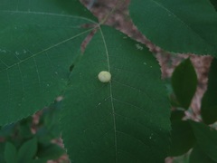 Phylloxera caryaeglobuli