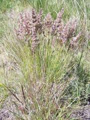 Poa lanigera