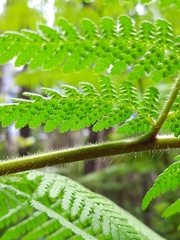 Hypolepis dicksonioides