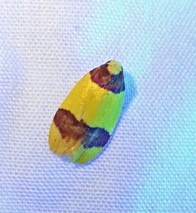 Heterallactis euchrysa