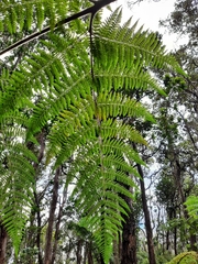 Hypolepis dicksonioides