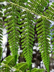 Hypolepis dicksonioides