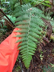 Hypolepis dicksonioides