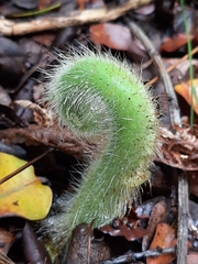 Hypolepis dicksonioides