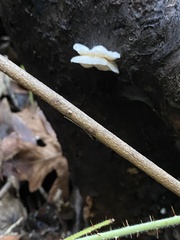 Clitopilus hobsonii