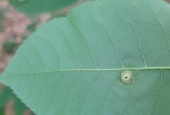 Phylloxera caryaeglobuli