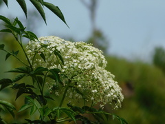 Sambucus