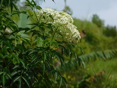 Sambucus
