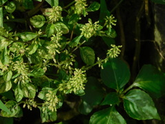 Clinopodium gracile