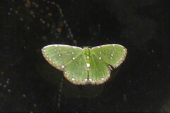 Argyrocosma inductaria