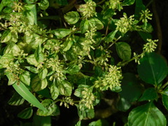 Clinopodium gracile