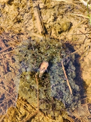 Lithobates sphenocephalus utricularius