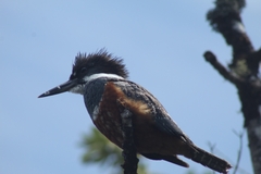 Megaceryle torquata stellata